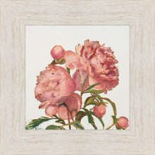 Load image into Gallery viewer, Peony Memories